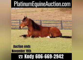 Tennessee Walking Horse, Castrone, 8 Anni, 155 cm, Baio ciliegia