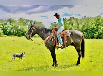 Tennessee Walking Horse, Castrone, 8 Anni, 163 cm, Baio roano