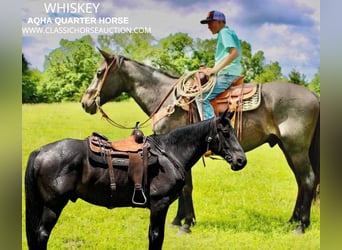Tennessee Walking Horse, Castrone, 8 Anni, 163 cm, Baio roano