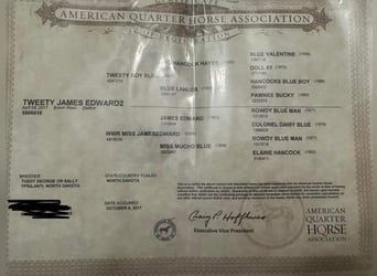 Tennessee Walking Horse, Castrone, 8 Anni, 163 cm, Baio roano