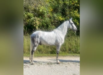 Tennessee Walking Horse, Castrone, 8 Anni, 163 cm, Grigio