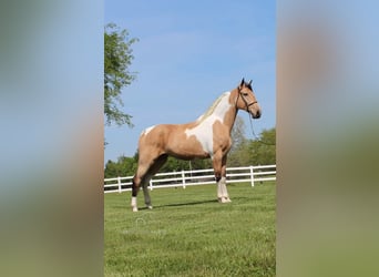 Tennessee Walking Horse, Castrone, 8 Anni, 163 cm, Pelle di daino