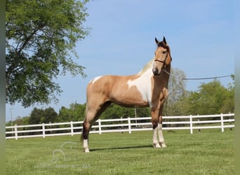 Tennessee Walking Horse, Castrone, 8 Anni, 163 cm, Pelle di daino