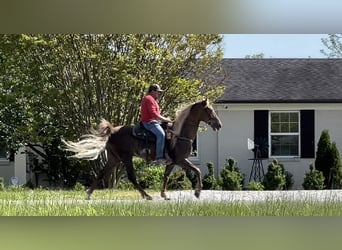 Tennessee Walking Horse, Castrone, 8 Anni, 163 cm, Sauro scuro