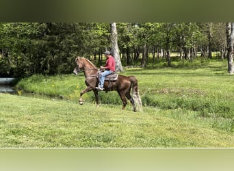 Tennessee Walking Horse, Castrone, 8 Anni, 163 cm, Sauro scuro
