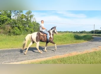 Tennessee Walking Horse, Castrone, 8 Anni, 173 cm, Tobiano-tutti i colori