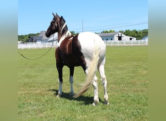 Tennessee Walking Horse, Castrone, 8 Anni, 173 cm, Tobiano-tutti i colori