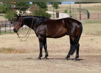 Tennessee Walking Horse, Castrone, 8 Anni, Baio ciliegia