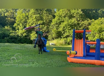 Tennessee Walking Horse, Castrone, 9 Anni, 142 cm, Baio roano