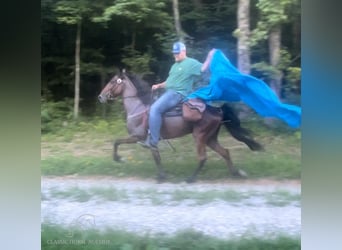 Tennessee Walking Horse, Castrone, 9 Anni, 142 cm, Baio roano