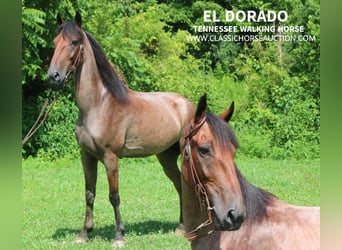 Tennessee Walking Horse, Castrone, 9 Anni, 142 cm, Baio roano