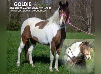 Tennessee Walking Horse, Castrone, 9 Anni, 142 cm, Pelle di daino