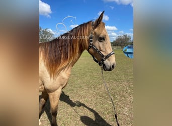 Tennessee Walking Horse, Castrone, 9 Anni, 152 cm, Pelle di daino