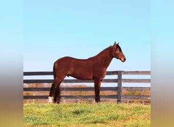 Tennessee Walking Horse, Castrone, 9 Anni, 155 cm, Baio ciliegia