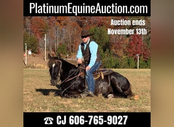 Tennessee Walking Horse, Castrone, 9 Anni, 155 cm, Baio