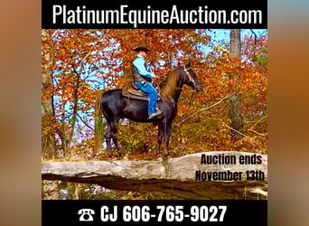 Tennessee Walking Horse, Castrone, 9 Anni, 155 cm, Baio