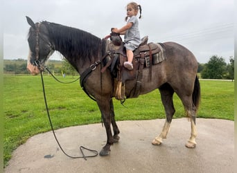 Tennessee Walking Horse, Castrone, 9 Anni, 163 cm, Sabino