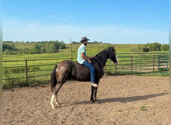 Tennessee Walking Horse, Castrone, 9 Anni, 163 cm, Sabino