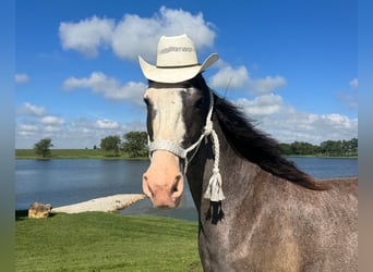 Tennessee Walking Horse, Castrone, 9 Anni, 163 cm, Sabino