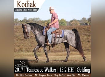 Tennessee Walking Horse, Castrone, 9 Anni, Roano blu