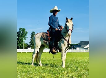 Tennessee walking horse, Étalon, 3 Ans, 142 cm, Alezan cuivré