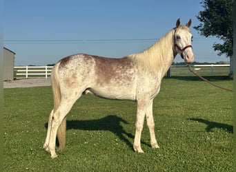 Tennessee walking horse, Étalon, 3 Ans, 142 cm, Alezan cuivré