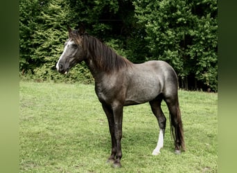 Tennessee walking horse, Étalon, 3 Ans, 167 cm, Sabino