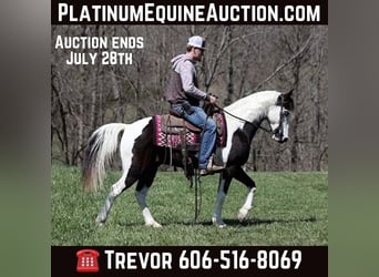 Tennessee walking horse, Gelding, 10 years, 14.1 hh, Tobiano-all-colors