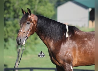 Tennessee walking horse, Gelding, 10 years, 14.3 hh, Tobiano-all-colors