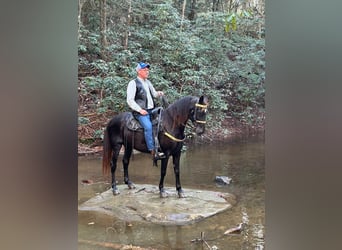 Tennessee walking horse, Gelding, 10 years, 14 hh, Black