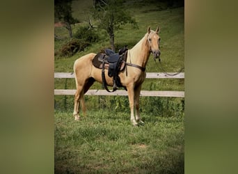 Tennessee walking horse, Gelding, 10 years, 15.2 hh, Palomino