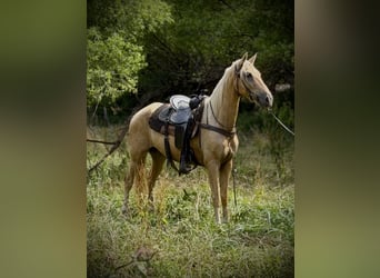 Tennessee walking horse, Gelding, 10 years, 15.2 hh, Palomino