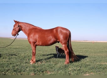 Tennessee walking horse, Gelding, 10 years, 15.3 hh, Sorrel