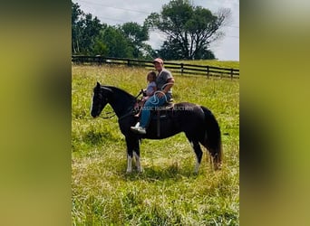 Tennessee walking horse, Gelding, 10 years, 15 hh, Black