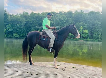 Tennessee walking horse, Gelding, 10 years, 15 hh, Black