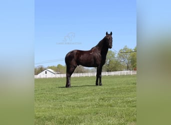 Tennessee walking horse, Gelding, 10 years, 15 hh, Black