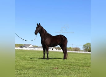 Tennessee walking horse, Gelding, 10 years, 15 hh, Black