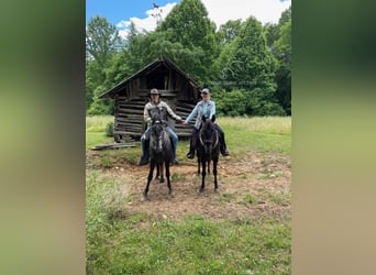 Tennessee walking horse, Gelding, 10 years, 15 hh, Black