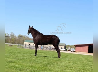 Tennessee walking horse, Gelding, 10 years, 15 hh, Black