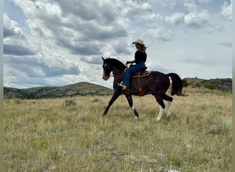 Tennessee walking horse, Gelding, 10 years, 15 hh, Black