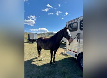 Tennessee walking horse, Gelding, 10 years, 15 hh, Black
