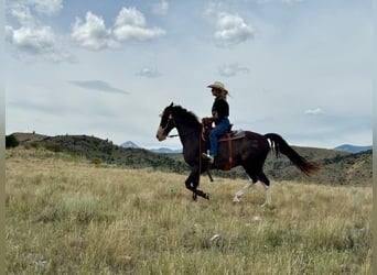 Tennessee walking horse, Gelding, 10 years, 15 hh, Black