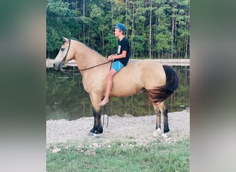 Tennessee walking horse, Gelding, 10 years, 15 hh, Buckskin