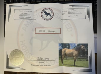 Tennessee walking horse, Gelding, 10 years, 15 hh, Buckskin