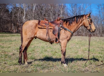 Tennessee walking horse, Gelding, 10 years, 15 hh, Buckskin