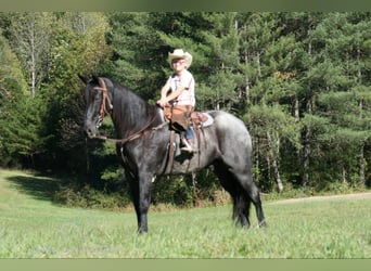 Tennessee walking horse, Gelding, 10 years, 15 hh, Roan-Blue