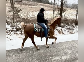 Tennessee walking horse, Gelding, 10 years, 15,1 hh, Sorrel