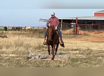 Tennessee walking horse, Gelding, 10 years, 15,3 hh