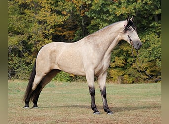 Tennessee walking horse, Gelding, 10 years, 16.1 hh, Buckskin