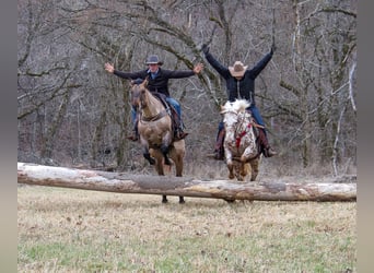 Tennessee walking horse, Gelding, 10 years, 16 hh, Buckskin